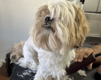 DOG GROOMING