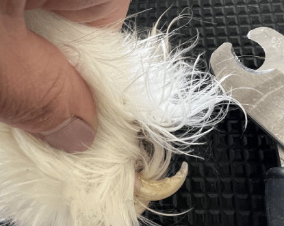 DOG NAIL TRIMMING